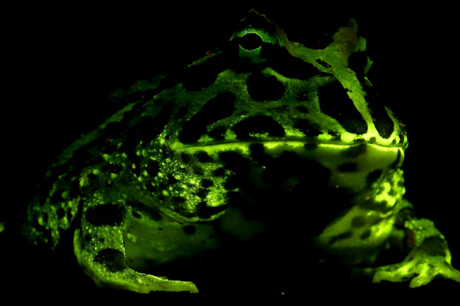 Glowing frog - Lamb Davis