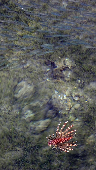 Lionfish_huntin.jpg