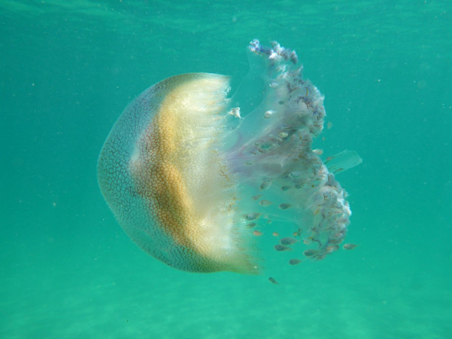 Cover-photo-jellyfish-1024x768.jpg