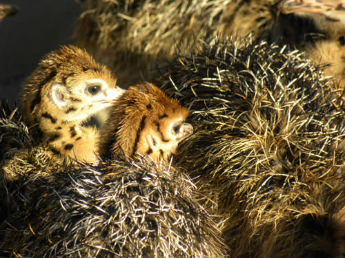 Ostrich_chicks.jpg
