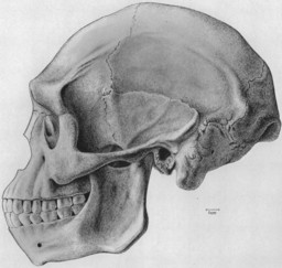 Solo Man skull reconstruction