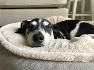 How Are Dogs Treated For Evans Disease