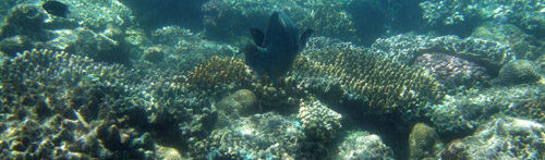 Great_Barrier_Reef.jpg