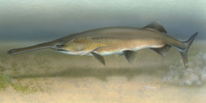 tol%20paddlefish%20300.jpg