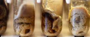 step-4_growing-fungi-on-Cheerios_photo-C-Coker-300x124.jpg