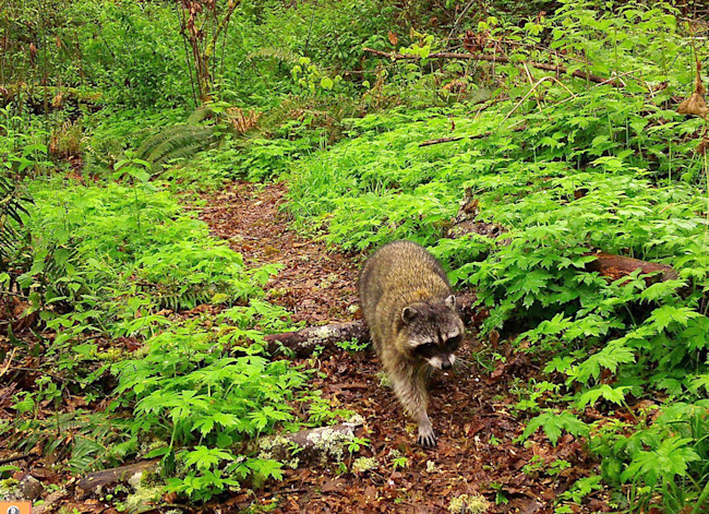 raccoon walking path