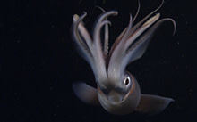 giant-squid.jpg