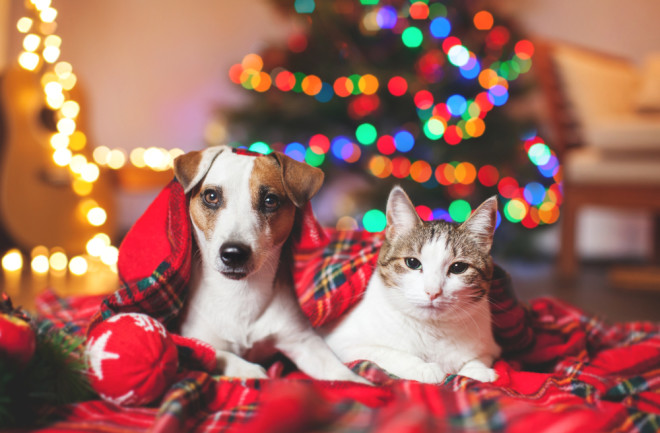 Christmas Pets