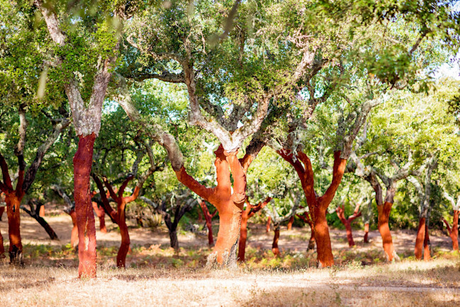 Cork Oak Grove - Shutterstock