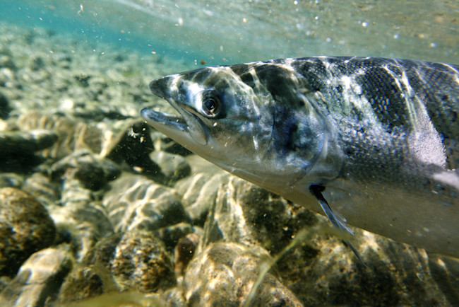 Atlantic Salmon Fish - Shutterstock