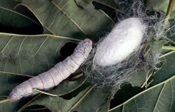 Silkworm__cocoon.jpg