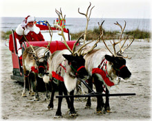 reindeer.jpg