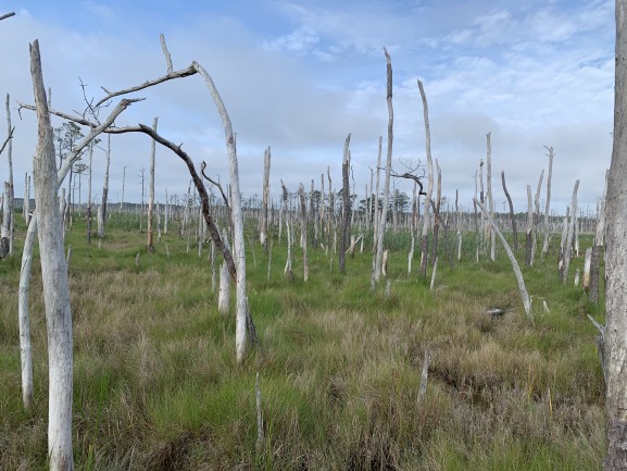 Dead Tree Standing: Saltwater Threatens Coastal Forests and Ecosystem  Services - Circle of Blue