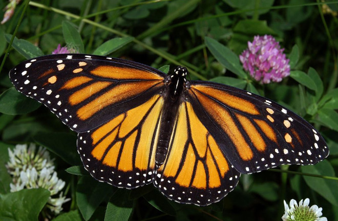 1024px-Monarch_In_May_Wiki.jpg
