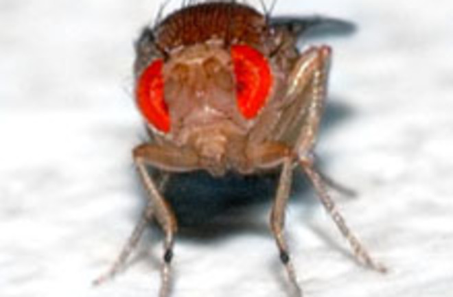 fruit-fly220.jpg