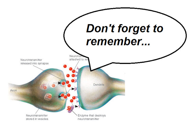 Do Synapses Really Store Memories Discover Magazine Do Synapses Really Store Memories Discover Magazine