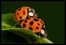 ladybugs.jpg