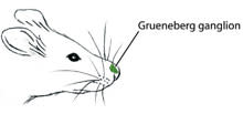 mouse-danger-nose.jpg