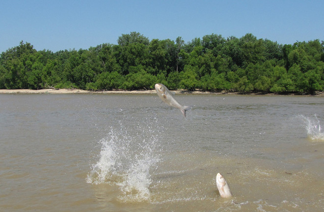 Asian carp jump from the water at the mouth of the Wabash River in Ohio. (Credit: U.S. Army Corps of Engineers/Todd Davis)