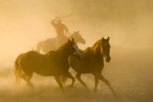 roundup-pic-web.gif