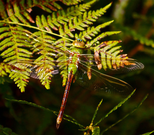 Dancing With Dragonflies, For Science | Discover Magazine