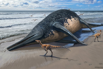 Species of Ichthyosaur Is Largest Known Marine Reptile at 80 Feet Long