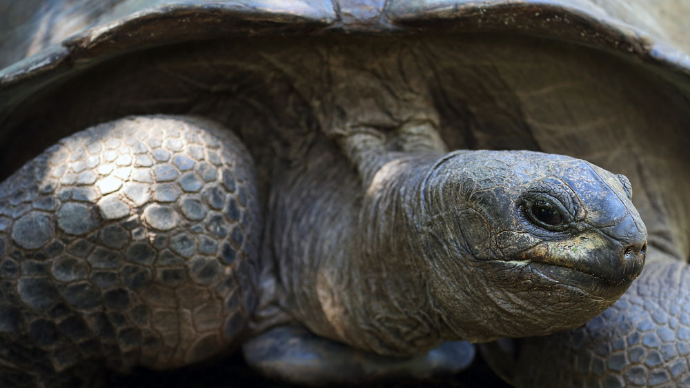 Where Have All The Turtles Gone? | Discover Magazine