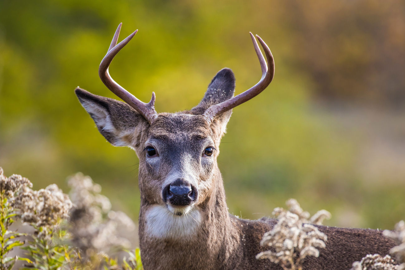 COVID is spreading in deer. What does that mean for the pandemic?