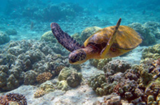 800px-hawaii_turtle_2.jpg