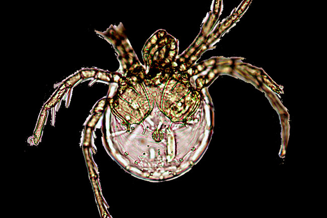 litarachna.jpg