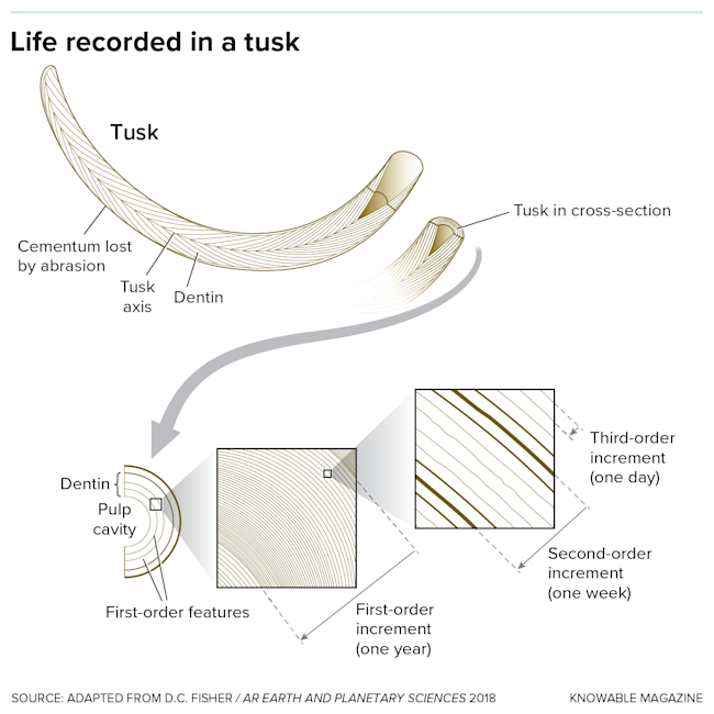 mammoth tusk