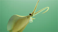 Nectocaris.jpg