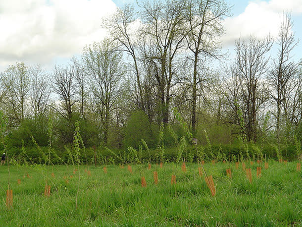 Back-Cottonwoods.jpg