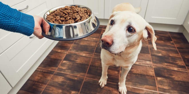 a dog food that is good for allergies