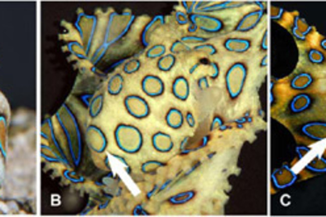 Blueringedoctopus.jpg