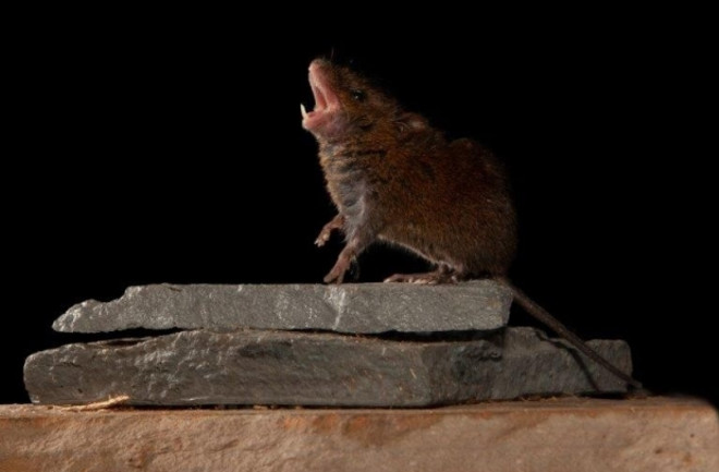 Costa Rica's singing mice are helping scientists study how the brain manages to hold a conversation. (Credit: NYU School of Medicine)