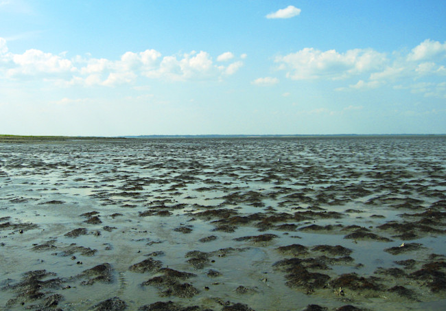 mudflats.jpg