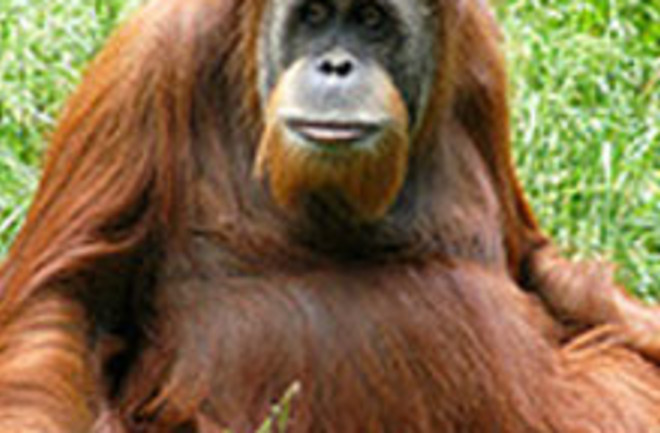 orangutan2web.jpg
