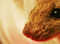 Mouse-nose.jpg
