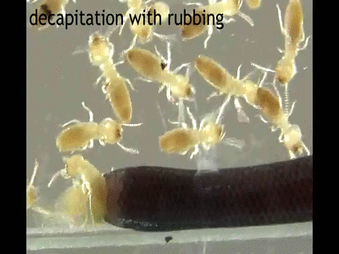 Termite_Decapitation.gif