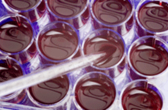 cell-cultures-web.gif