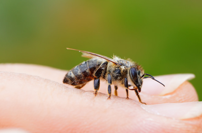 Close up of a bee on a finger