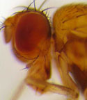509px-Drosophila_residua_head.jpg
