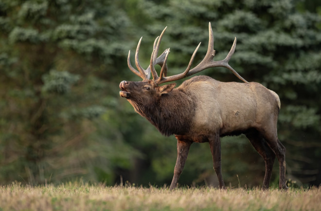 Elk horns