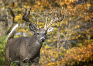 Why deer have antlers - Discover Wildlife