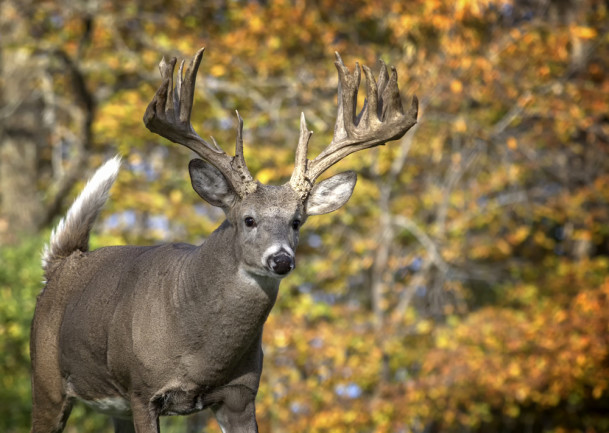 large white tail buck with large antlers in the fall