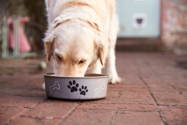 golden retriever dog food