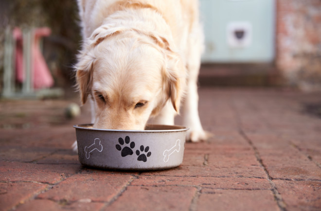 golden retriever dog food
