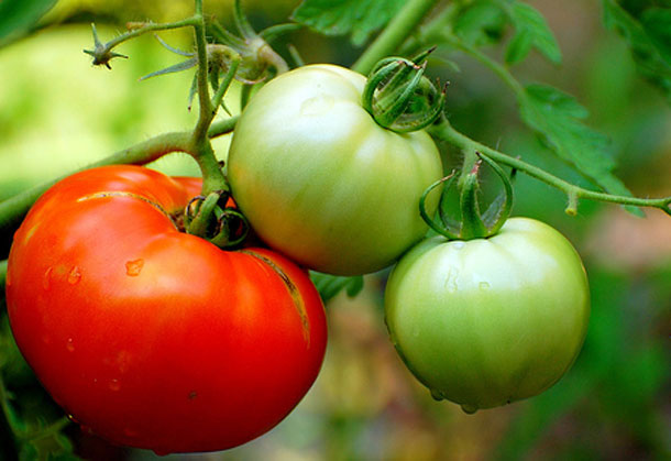 Tomatoes.jpg