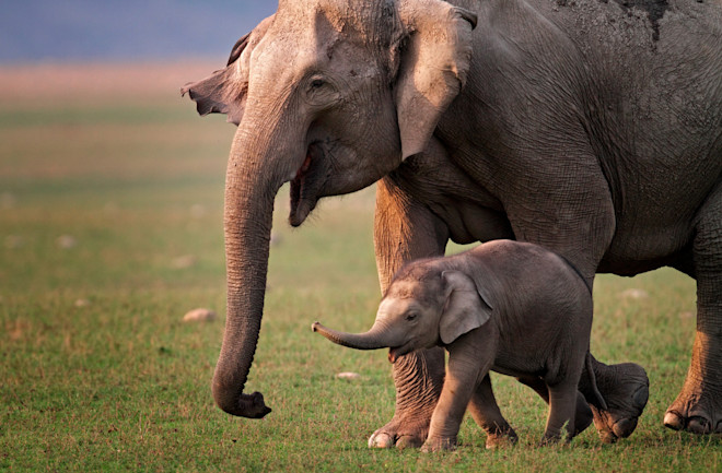 Will Artificial Intelligence Help Us Talk to Animals? | Discover Magazine